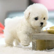 Interactive Plush Puppy Toy Realistic Soft Stuffed Animal - Image 2