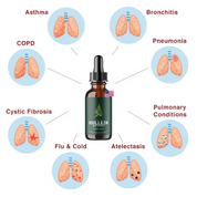 Mullein Extract Lung Health Natural Supplement 1 Month - Image 2