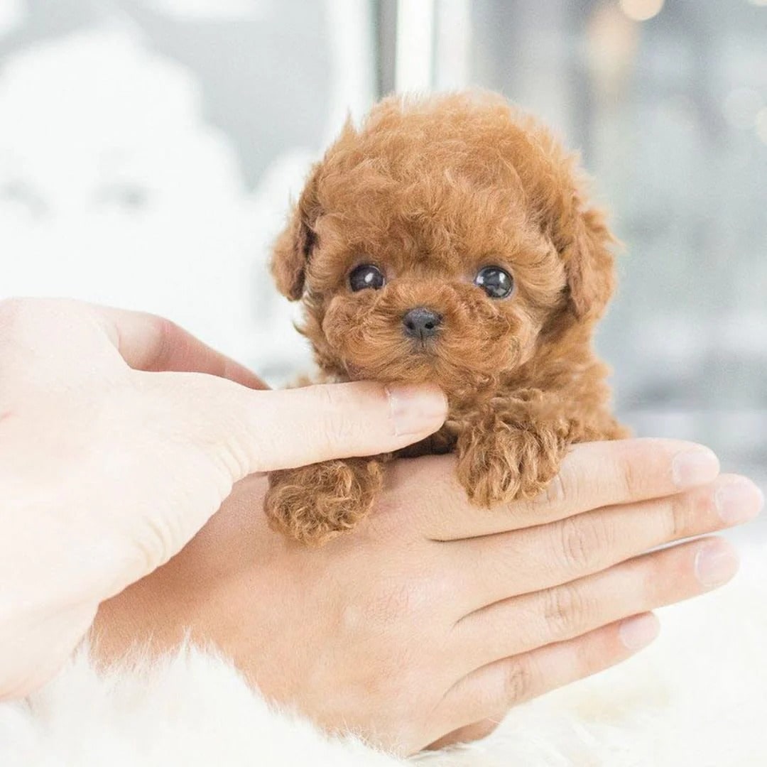 Realistic Robotic Puppy Toy Dog Interactive Companion - Image 4